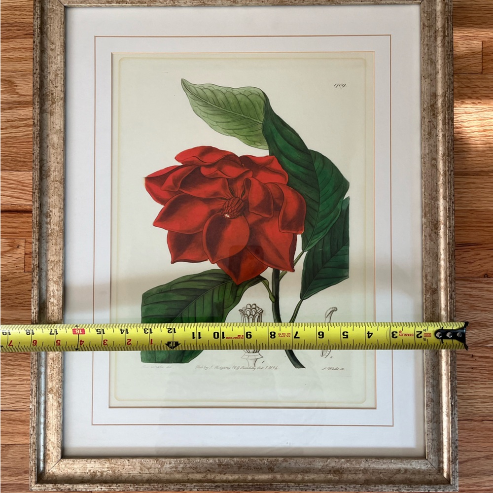 Framed Red botanical Floral Art Print - Picture 6 of 11